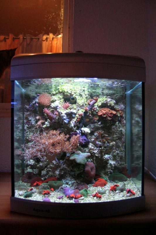 Nano Meerwasseraquarium